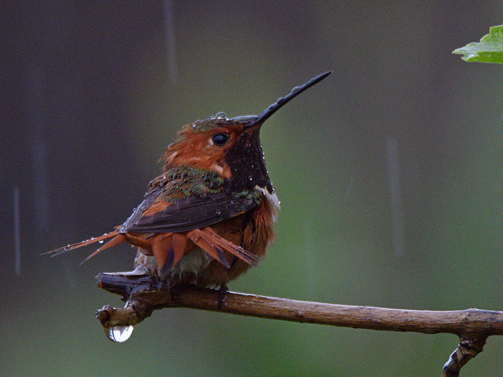 Hummer4.jpg
