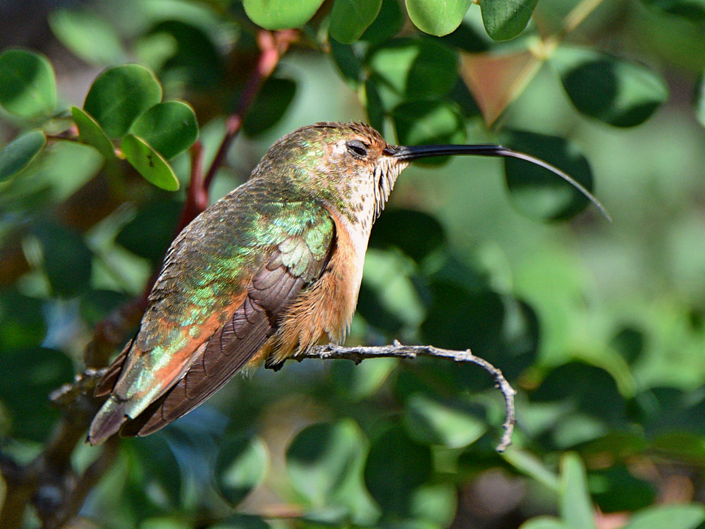 Hummer4.jpg
