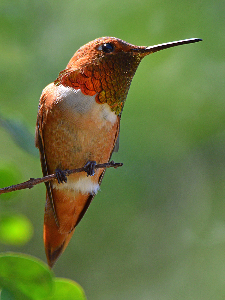 Hummer4.jpg