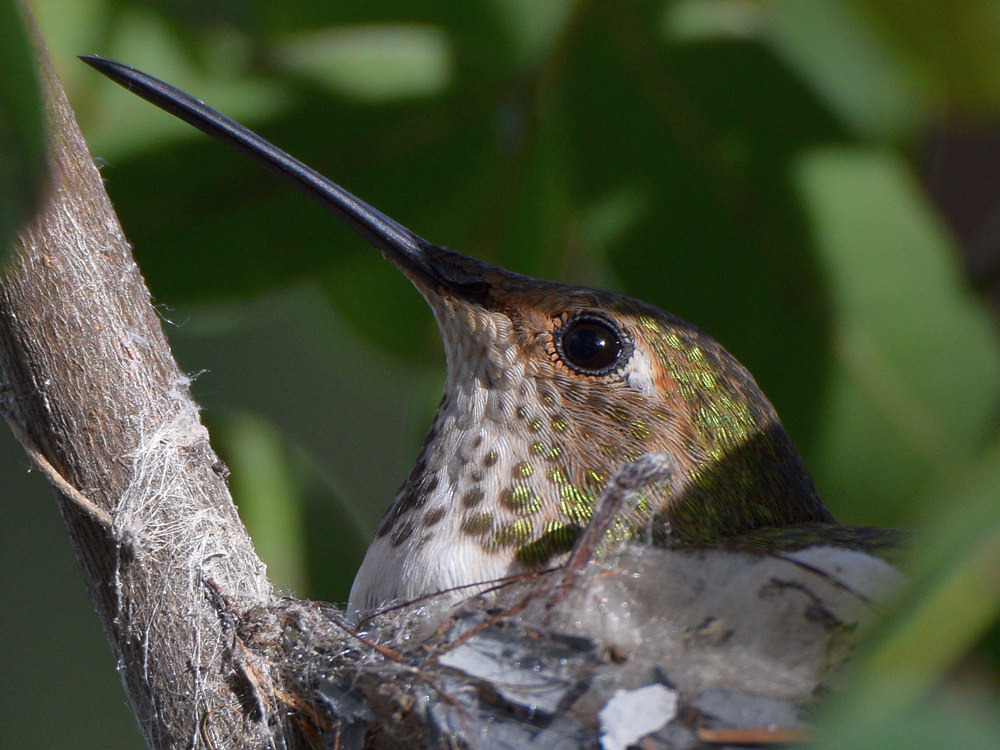 Hummer4.jpg