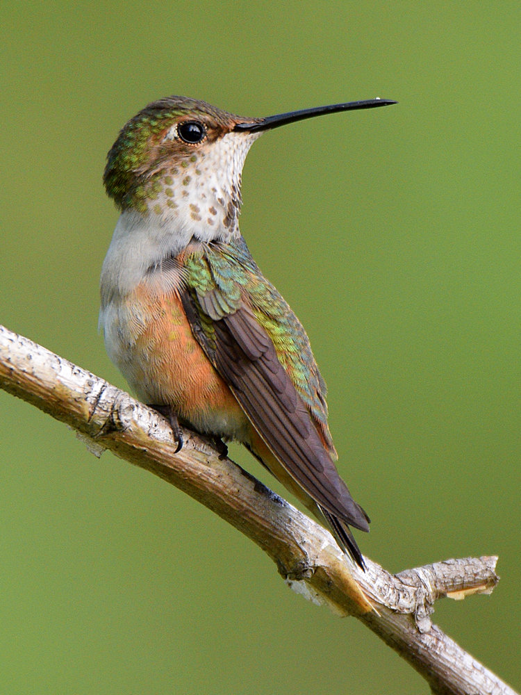 Hummer4.jpg