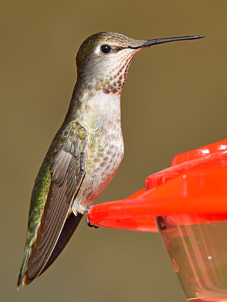 Hummer4.jpg