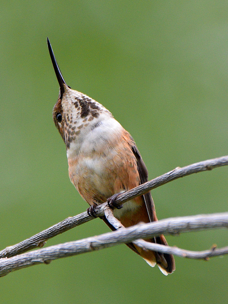 Hummer4.jpg