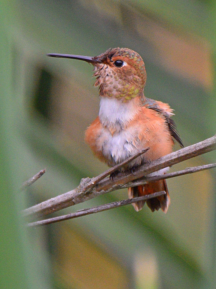 Hummer4.jpg