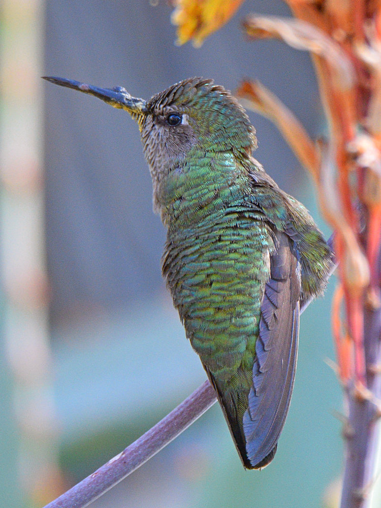 Hummer4.jpg
