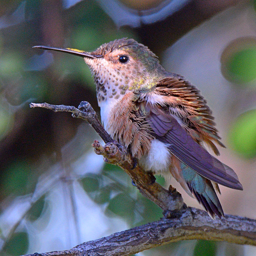 Hummer4.jpg