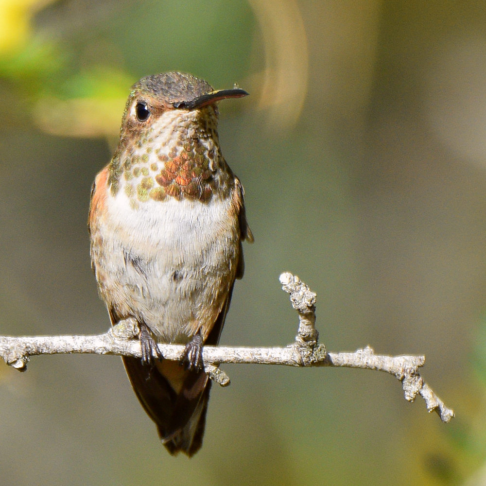 Hummer4.jpg