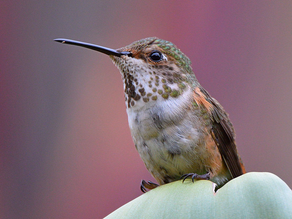 Hummer4.jpg
