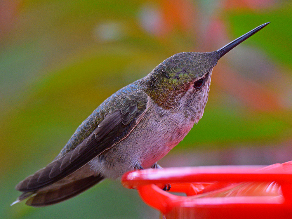 Hummer4.jpg