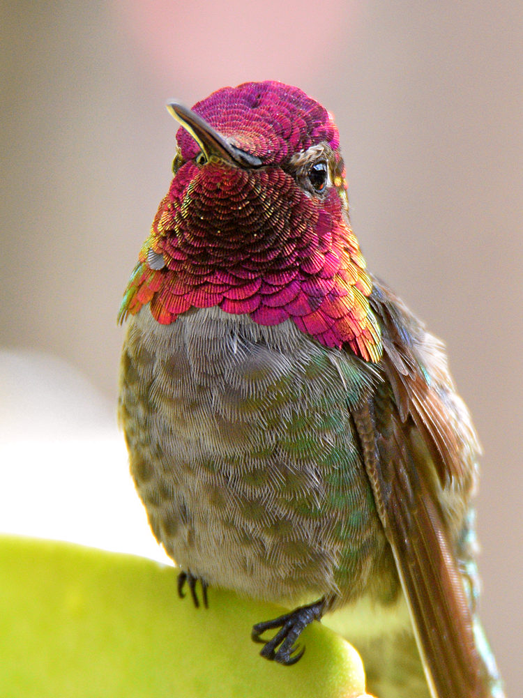 Hummer4.jpg