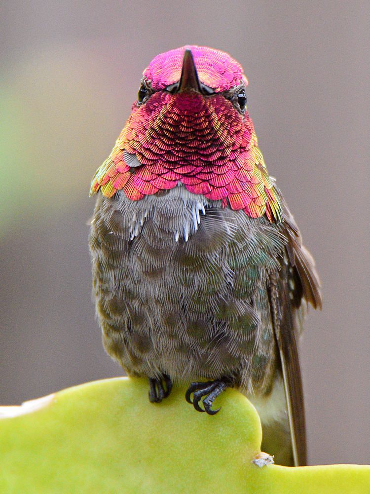 Hummer4.jpg