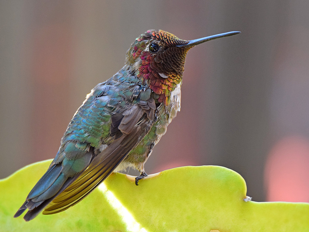 Hummer4.jpg