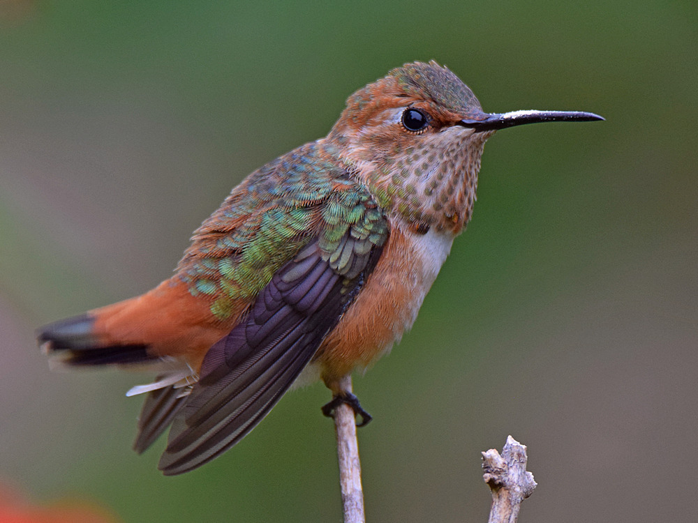 Hummer4.jpg