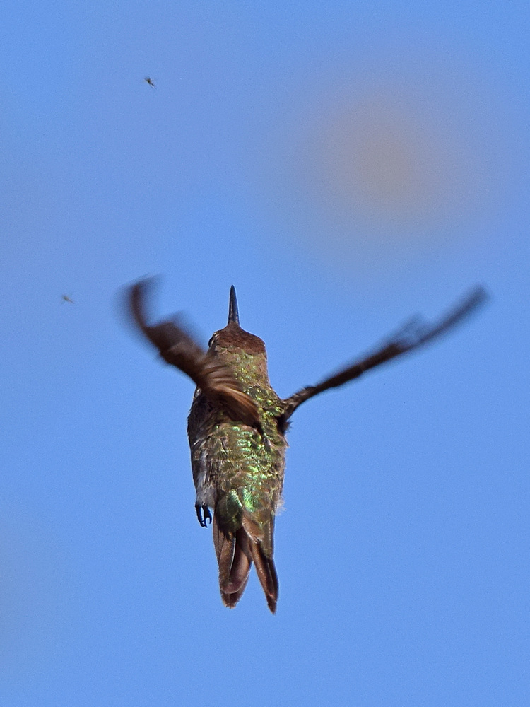 Hummer4.jpg