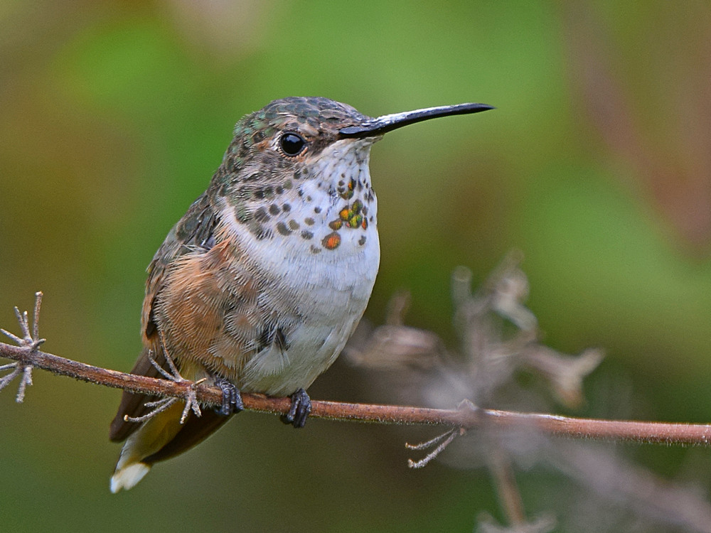 Hummer4.jpg