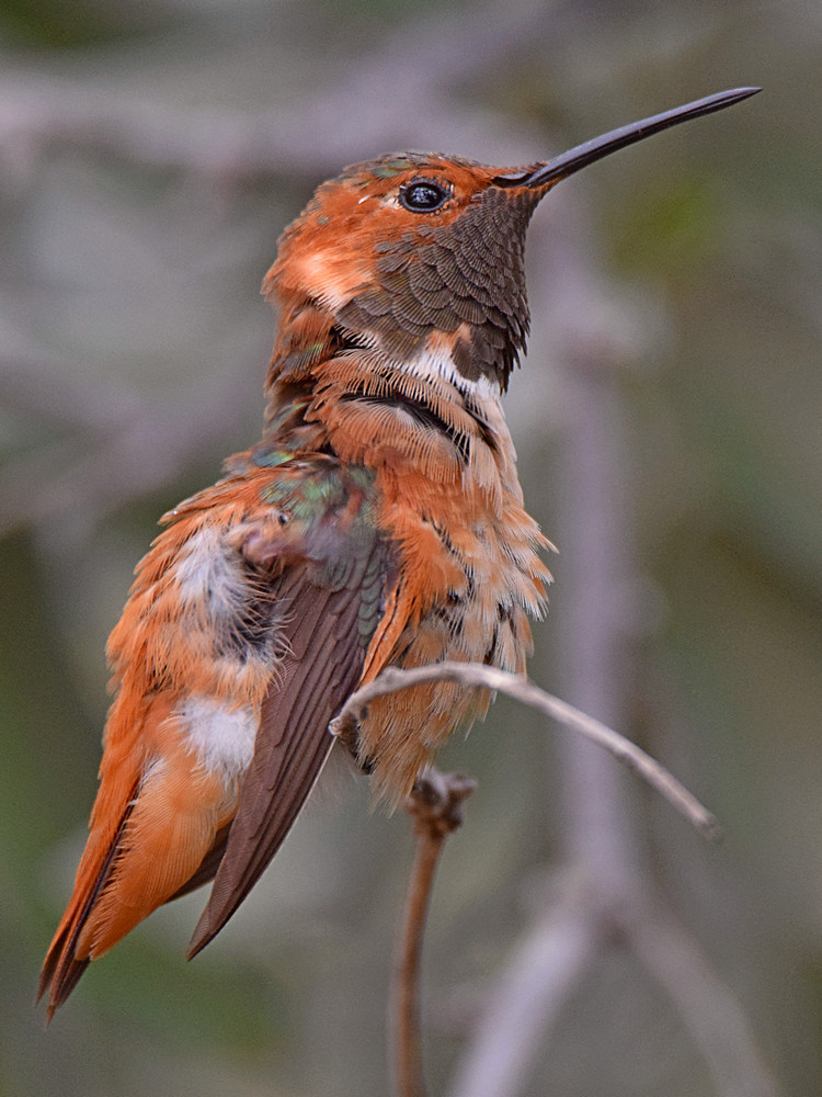 Hummer4.jpg