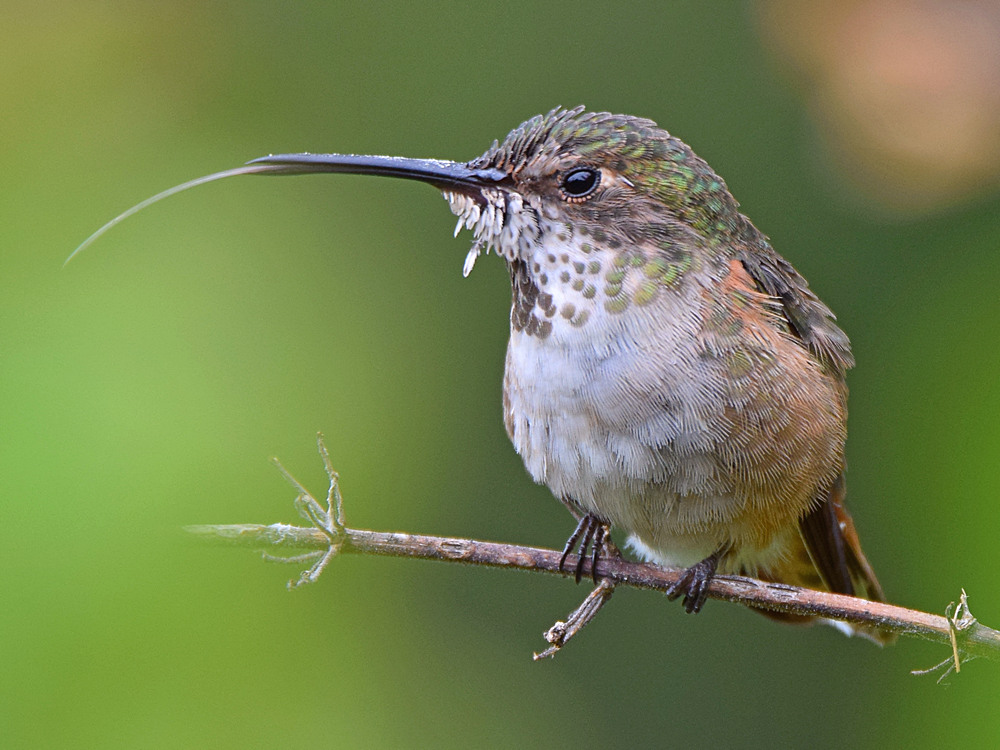 Hummer4.jpg