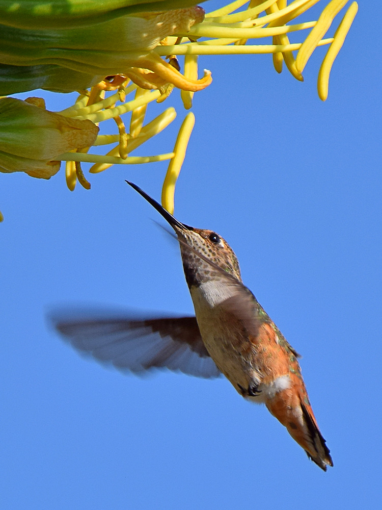Hummer4.jpg