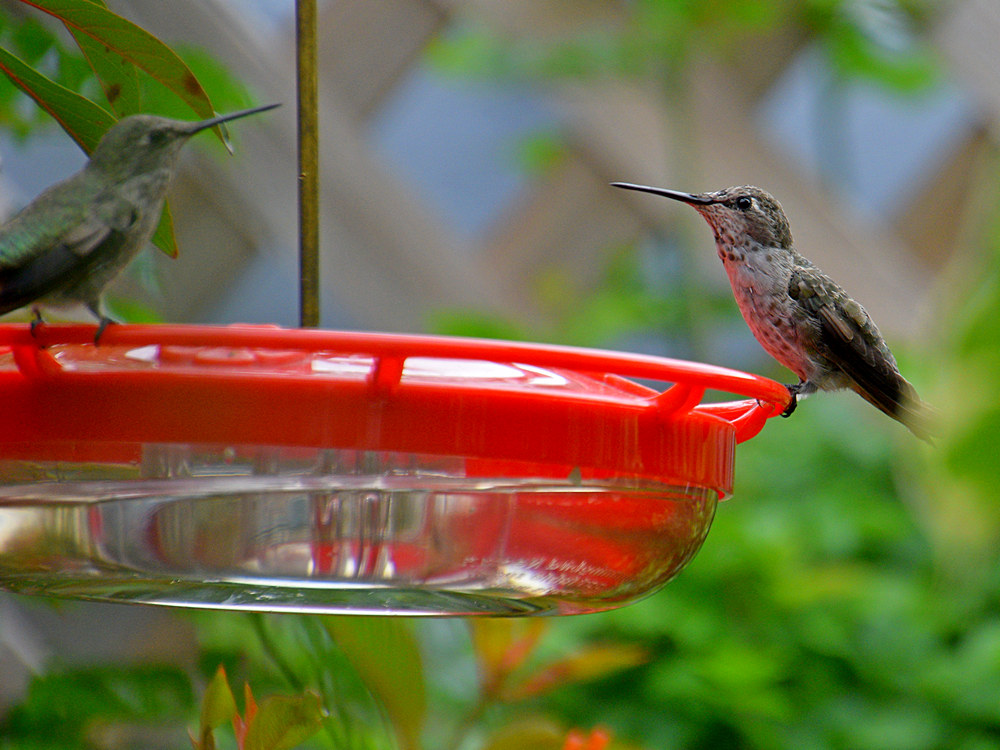 Hummer4.jpg