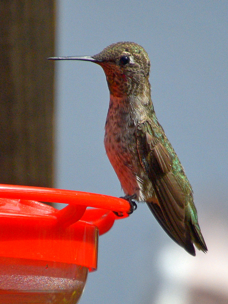 Hummer4.jpg