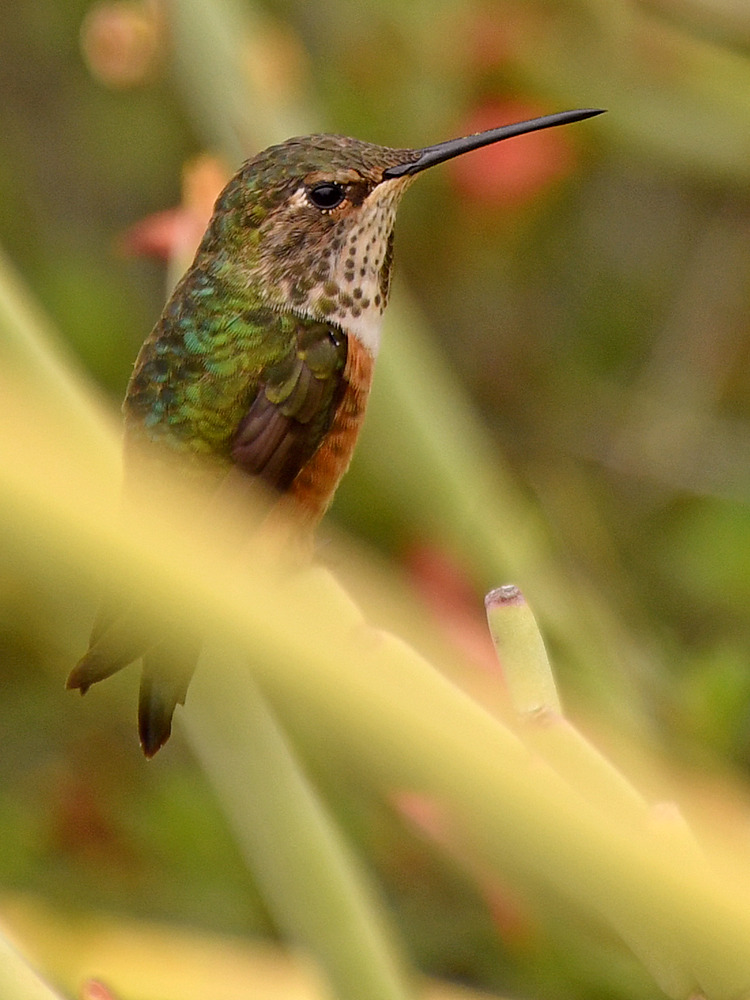 Hummer4.jpg