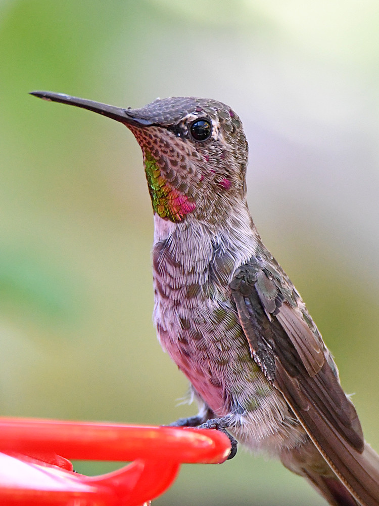Hummer4.jpg