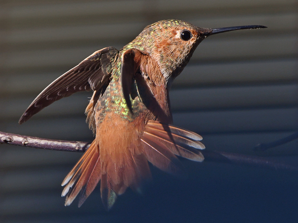 Hummer4.jpg