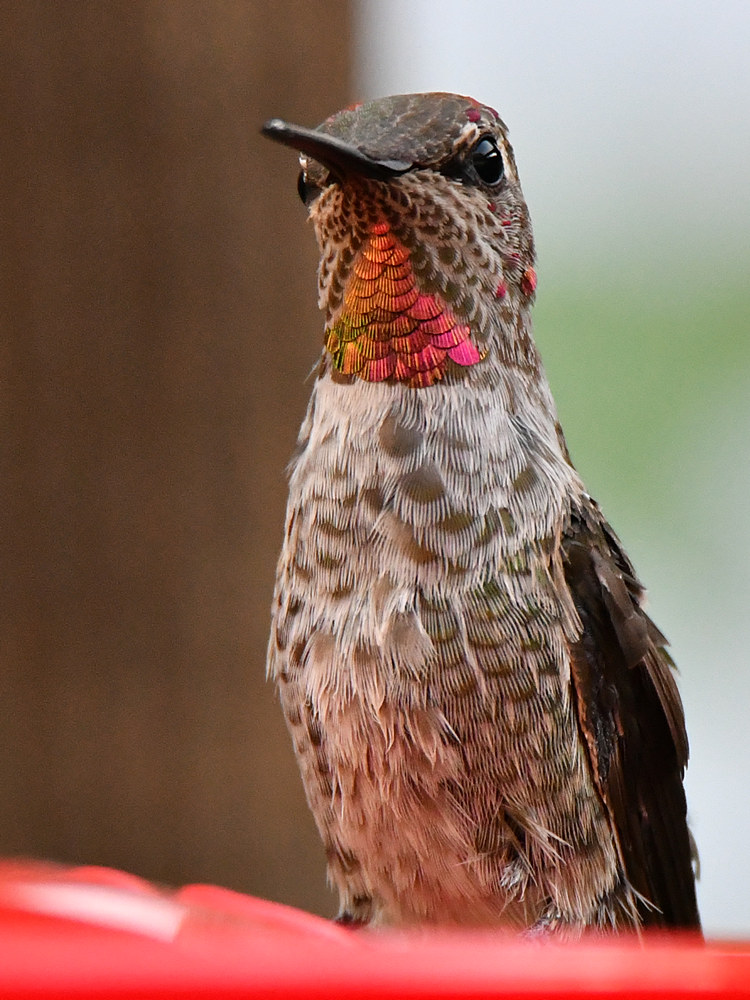 Hummer4.jpg