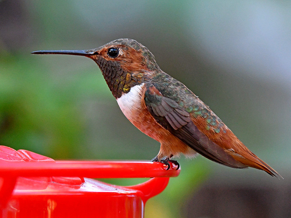 Hummer4.jpg
