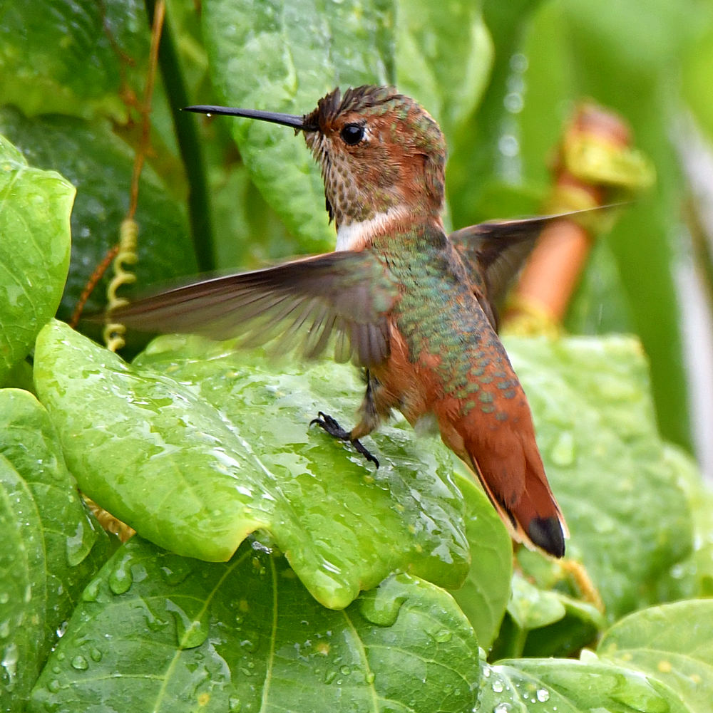 Hummer4.jpg