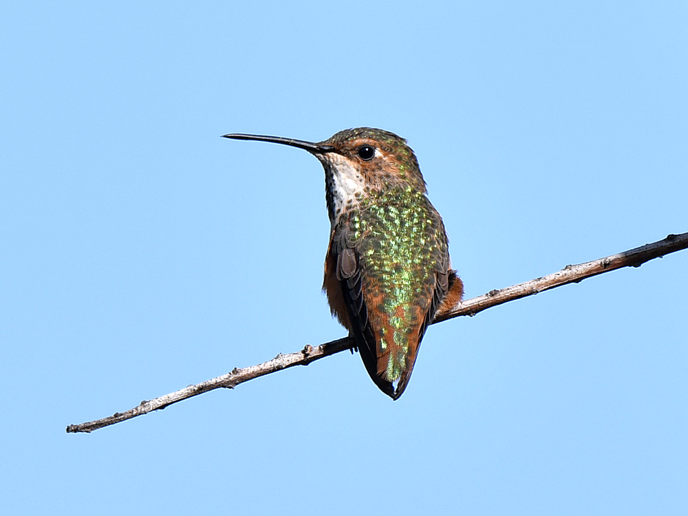 Hummer4.jpg