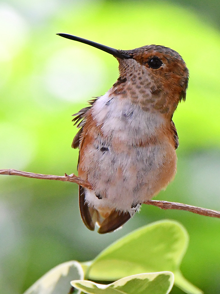Hummer4.jpg