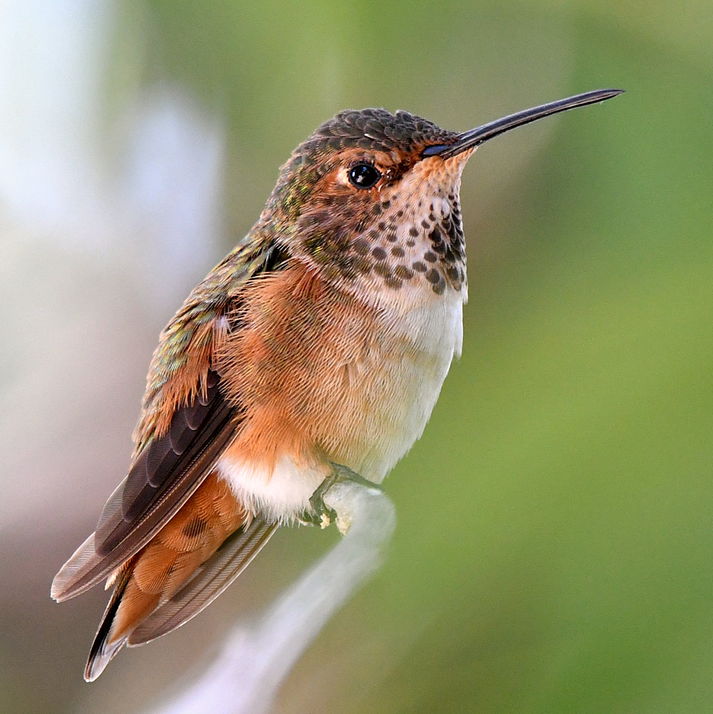 Hummer4.jpg