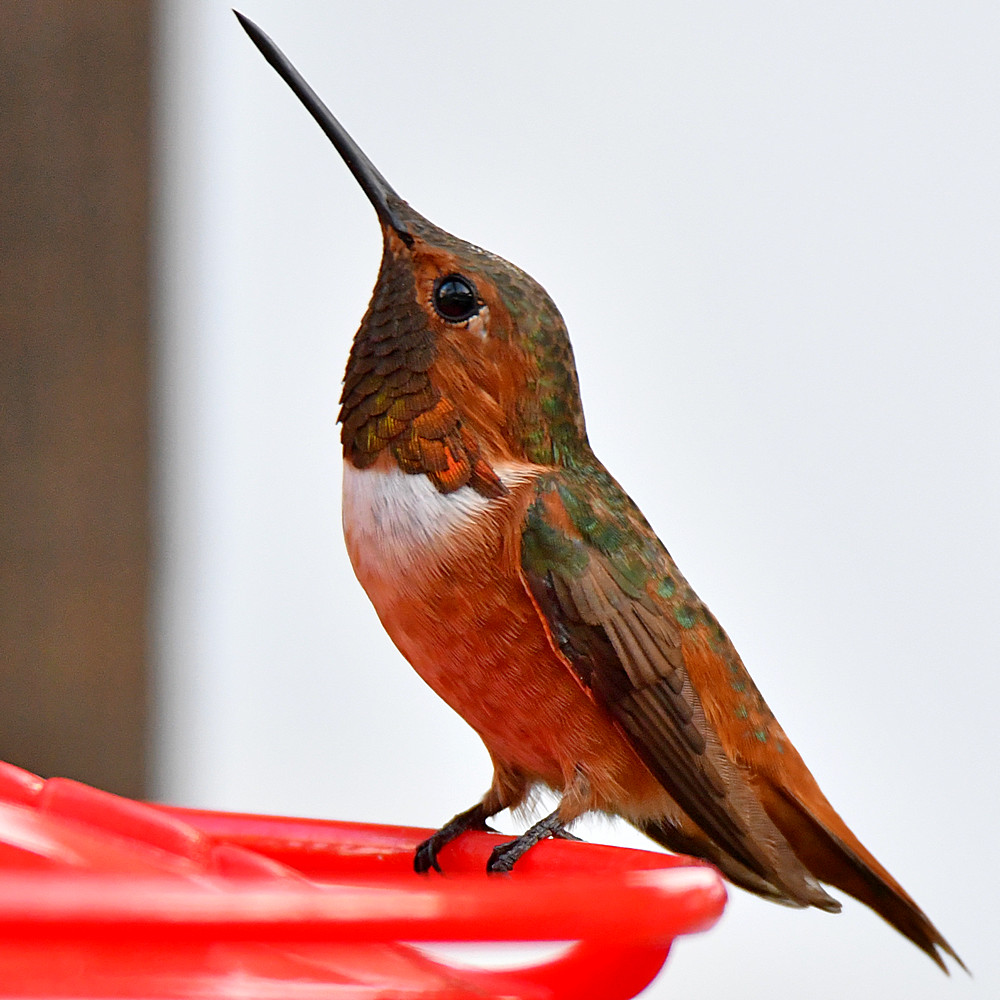 Hummer4.jpg