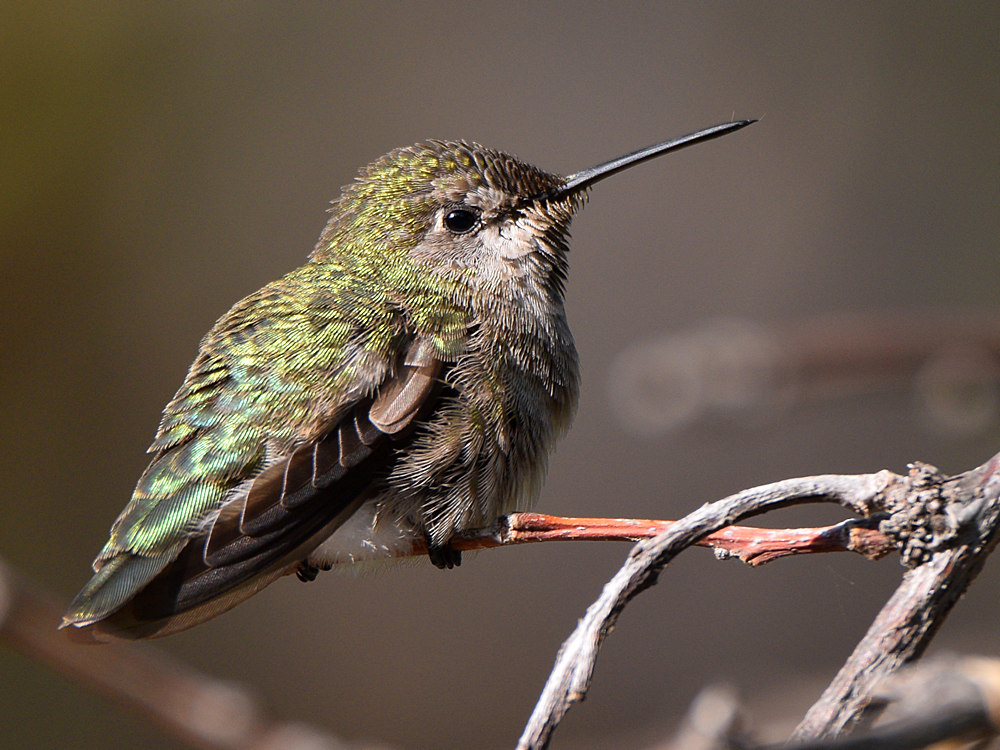 Hummer4.jpg