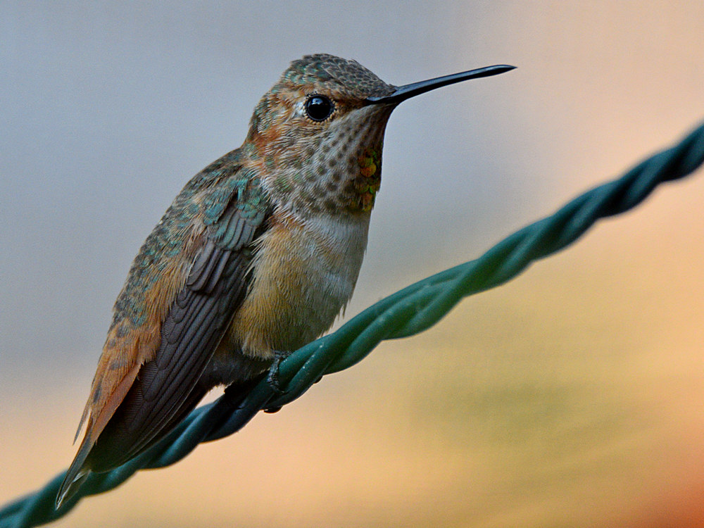 Hummer4.jpg