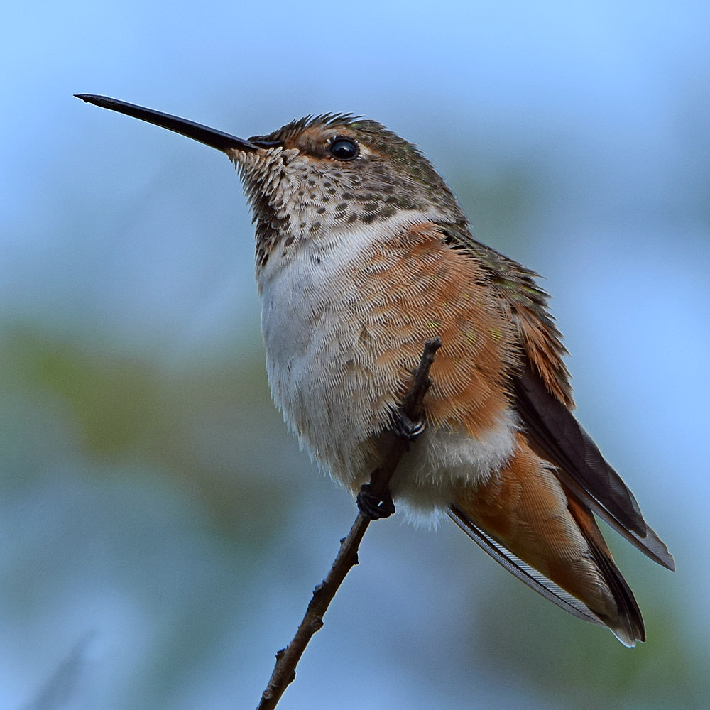 Hummer4.jpg