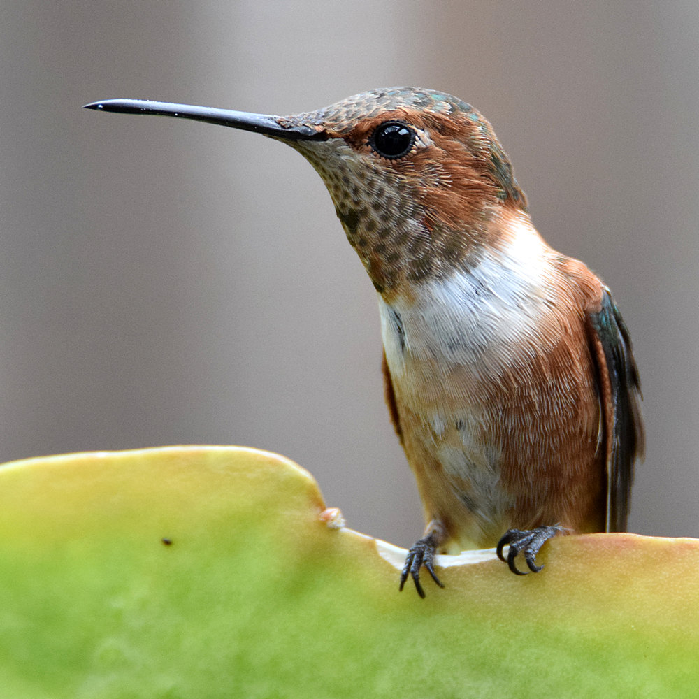 Hummer4.jpg