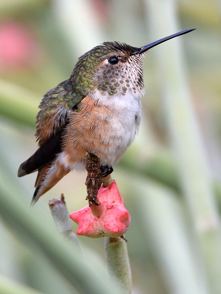 Hummer4.jpg