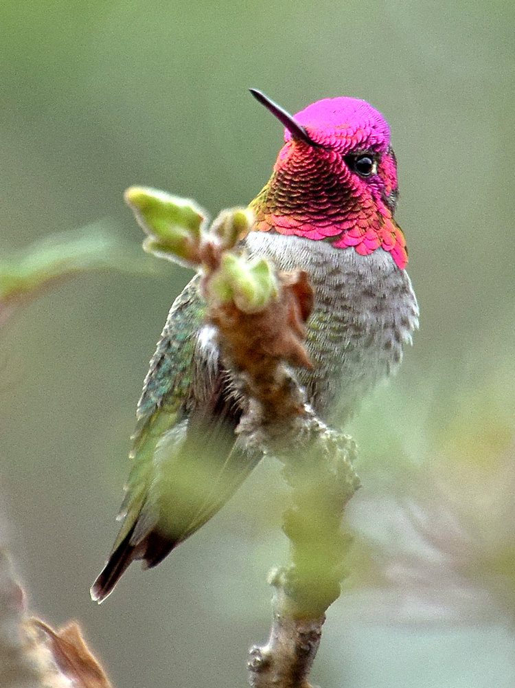 Hummer4.jpg