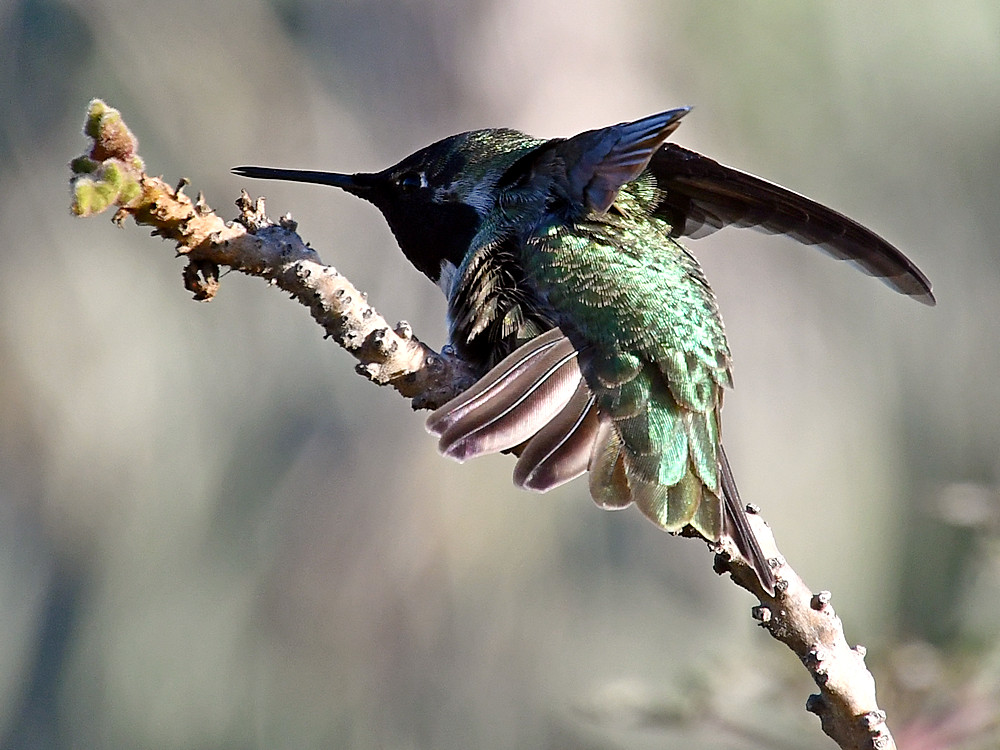 Hummer4.jpg