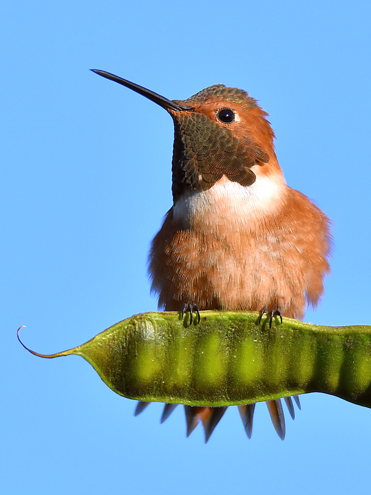 Hummer4.jpg