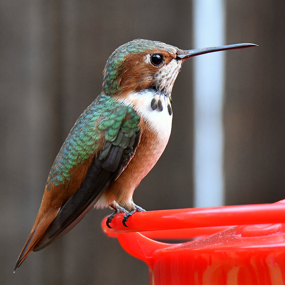 Hummer4.jpg