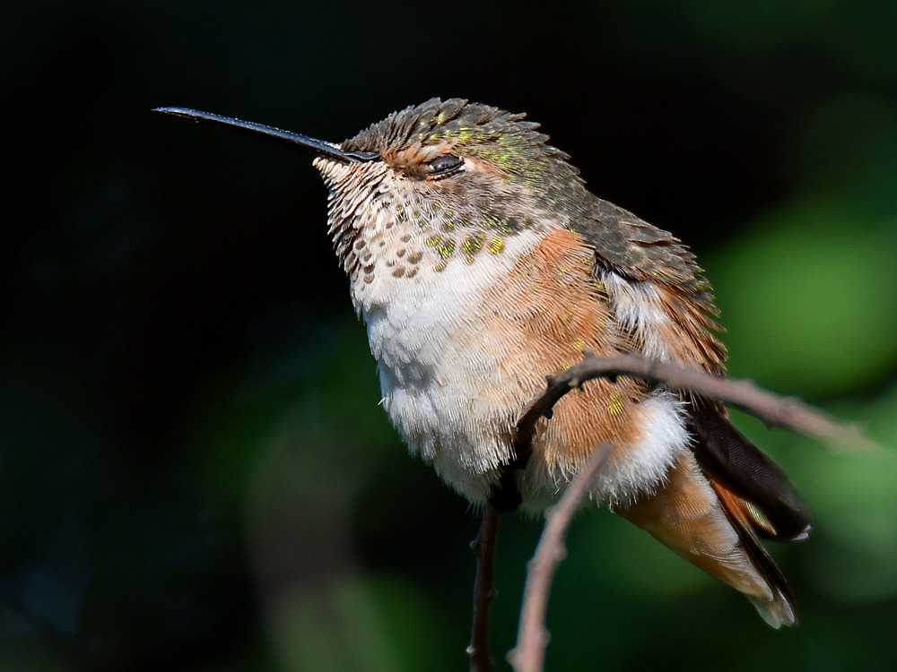 Hummer4.jpg