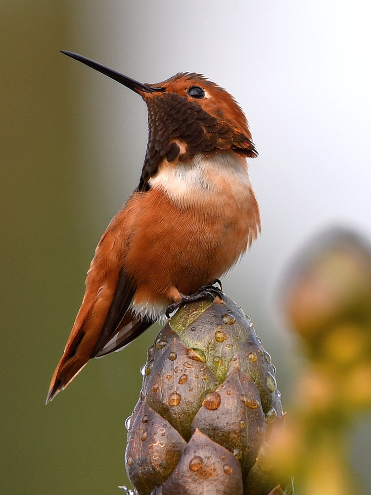 Hummer4.jpg