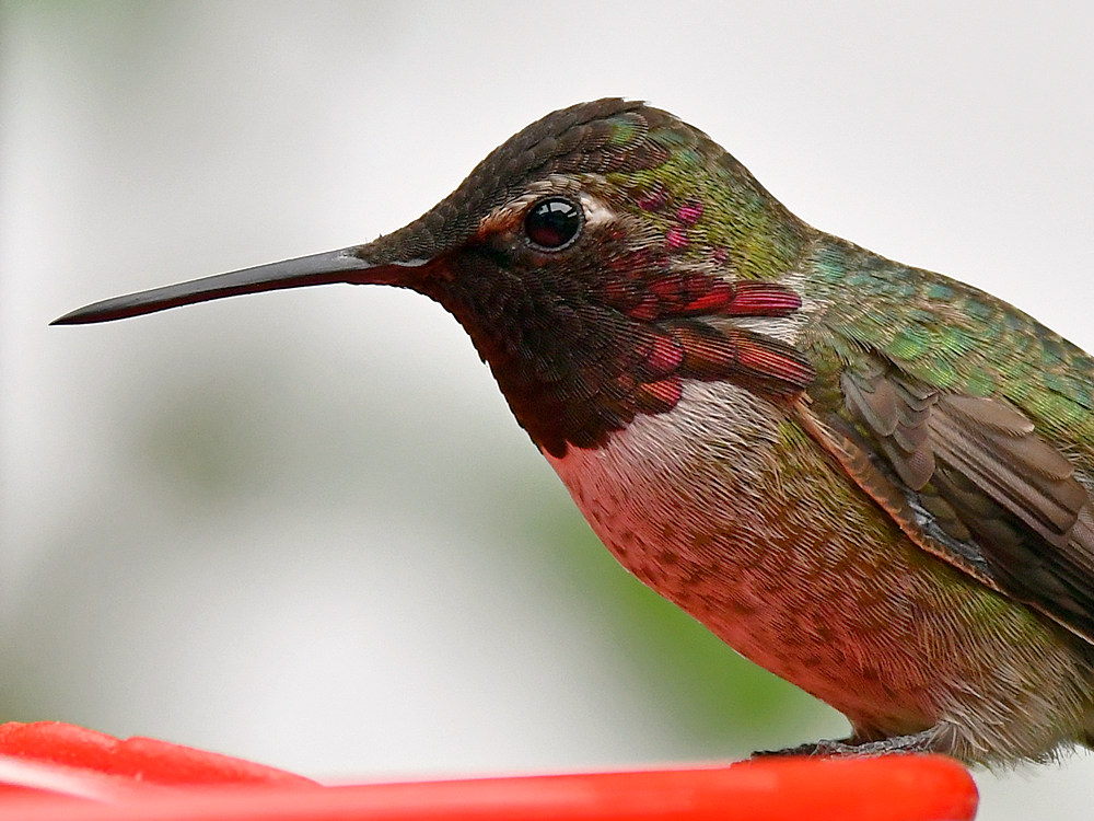 Hummer4.jpg