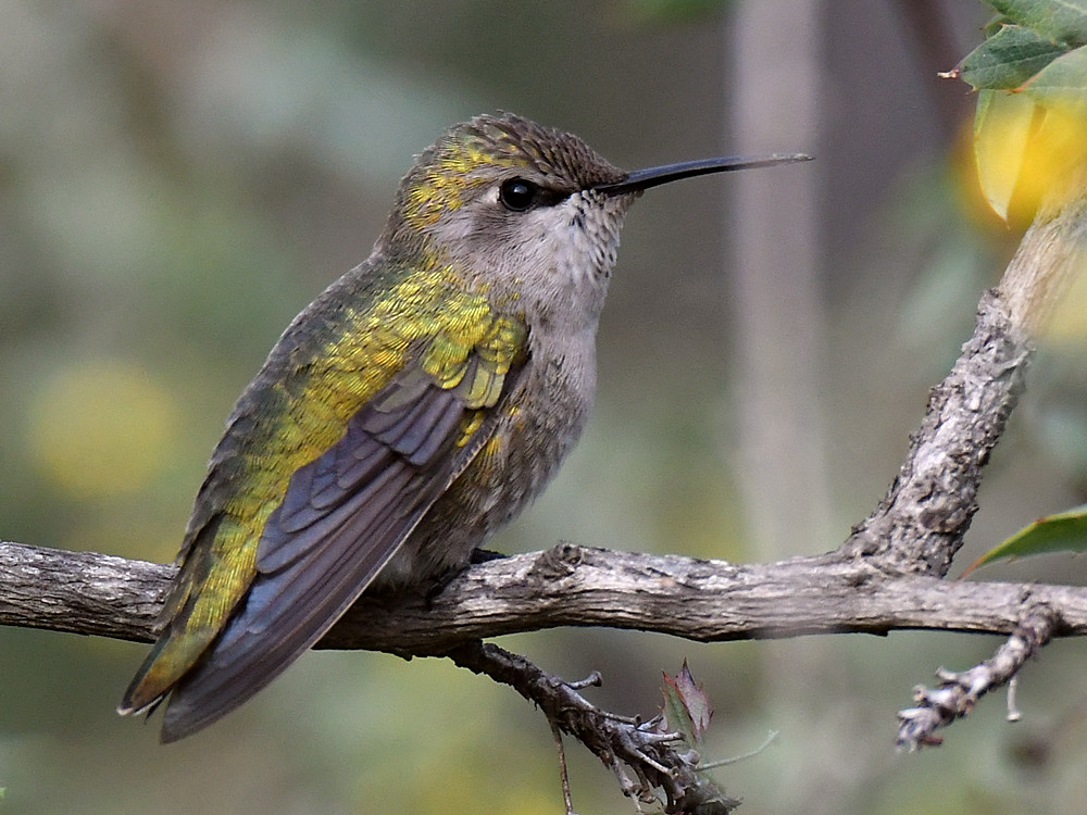 Hummer4.jpg