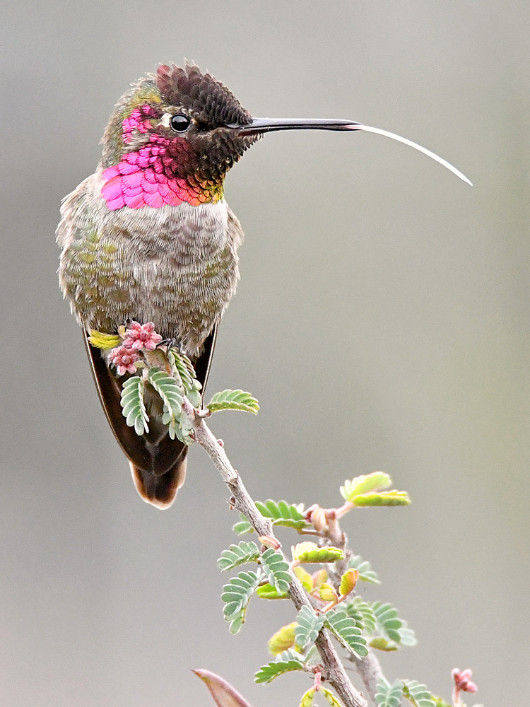 Hummer4.jpg
