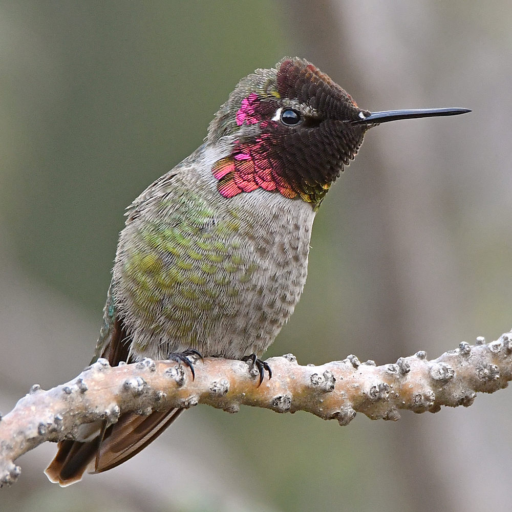 Hummer4.jpg