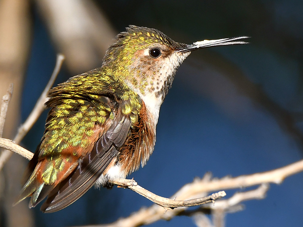 Hummer4.jpg